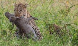 豹 在线观看,在线揭秘神秘豹王传奇